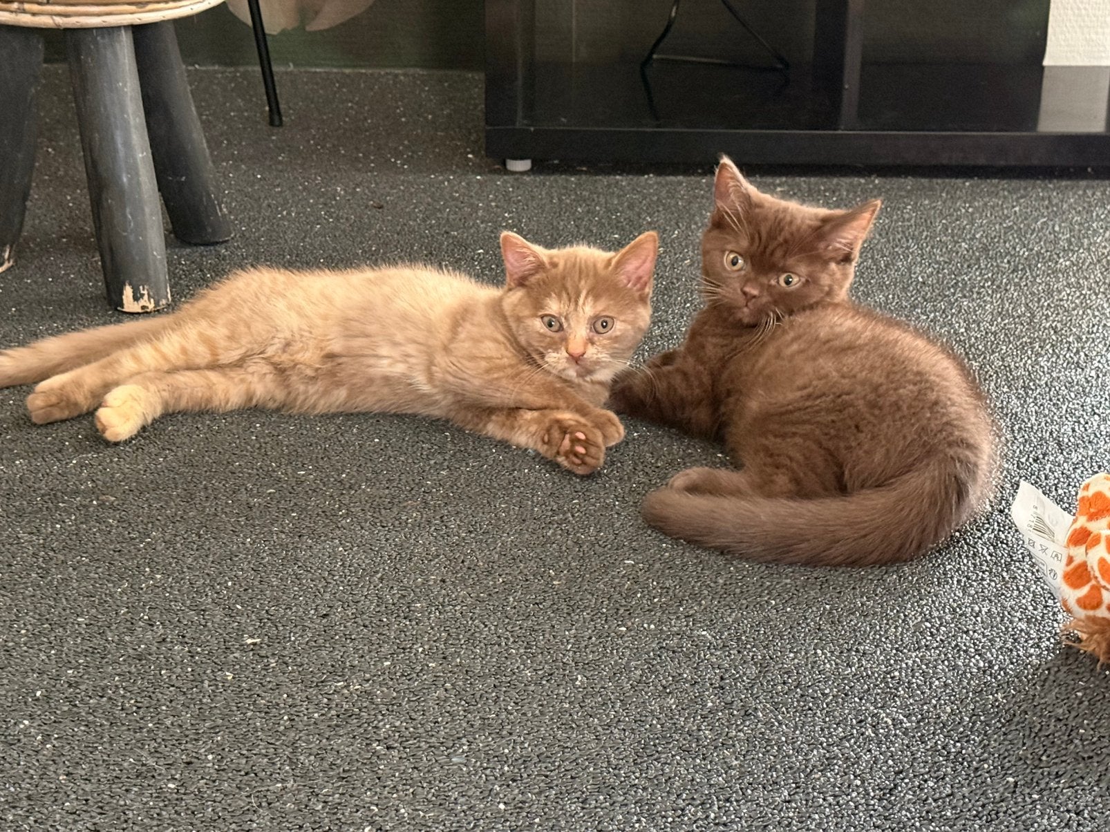 lieve Cinnemon Britse Korthaar Kitten (poesje), Meerdere dieren, Ontwormd