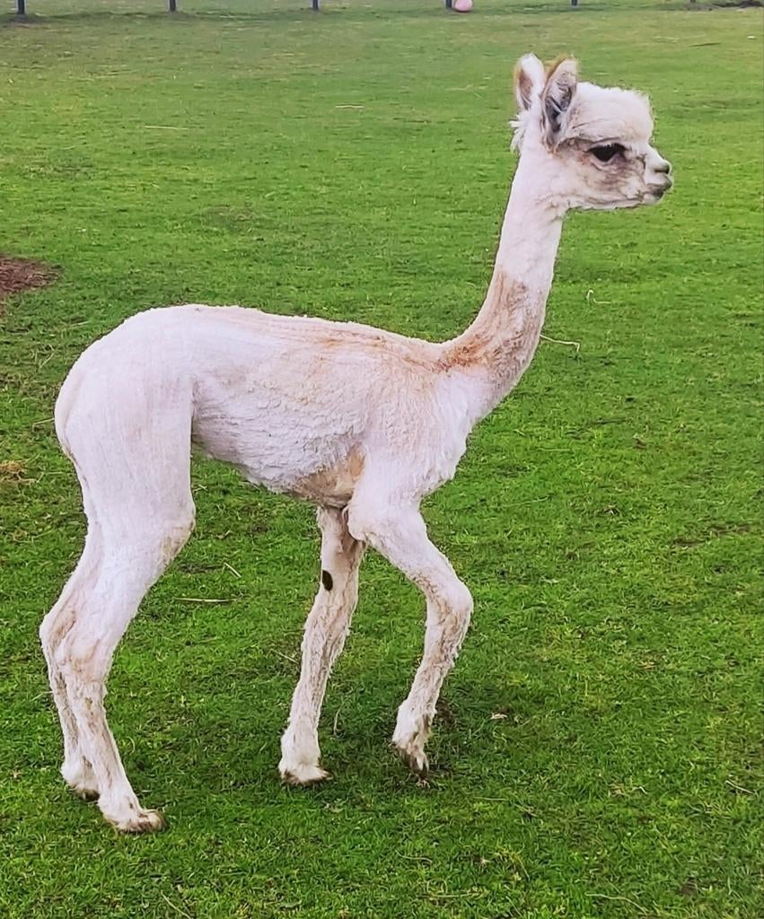 Bont Alpaca hengstje, 9 maanden oud, Dieren en Toebehoren, Augustus, Mannelijk
