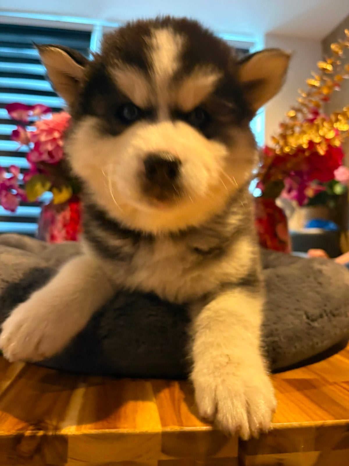 Siberische husky pups boris en blue, Parvo, 8 tot 15 weken, Meerdere, Nederland