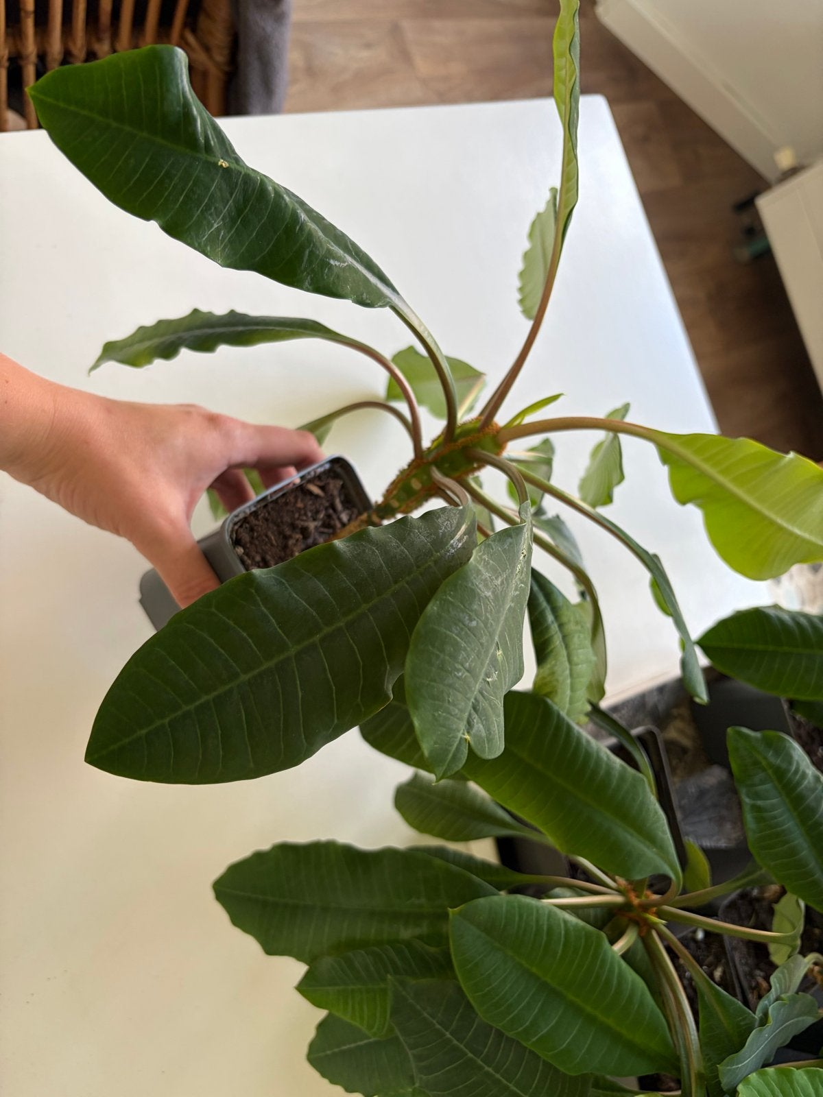 Madagascar Jewel (Euphorbia leuconeura) - groot, Ophalen, Overige soorten, Halfschaduw, In pot