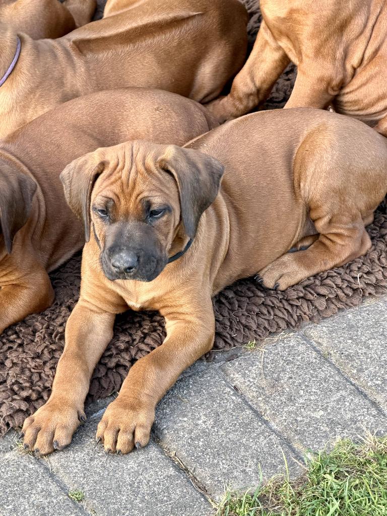 Rhodesian Ridgeback puppy's, Dieren en Toebehoren, Parvo, Overige rassen, 8 tot 15 weken, Meerdere