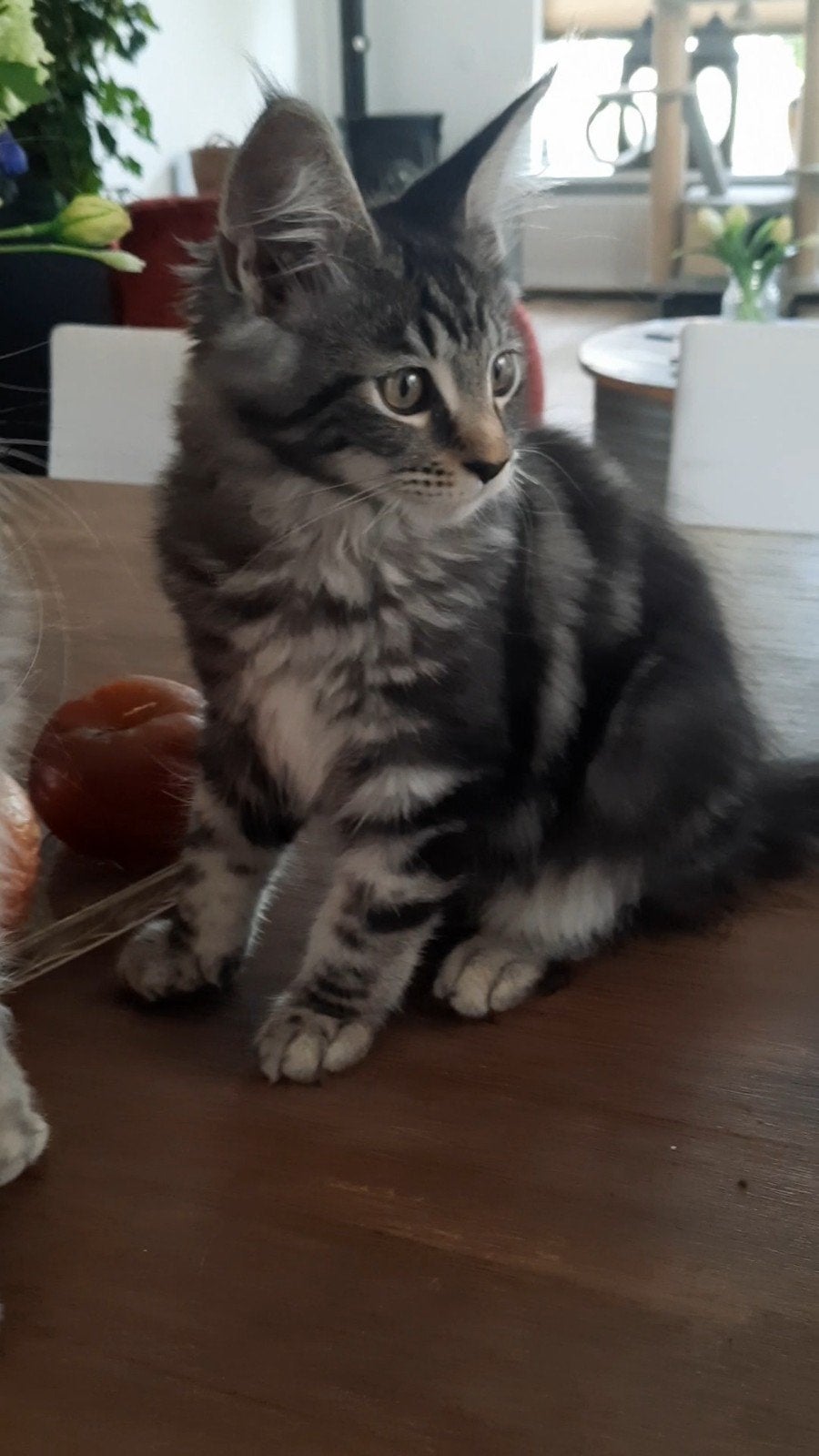 100% Maine Coon poesje 15 weken..mogen nu verhuizen, Poes, Gechipt