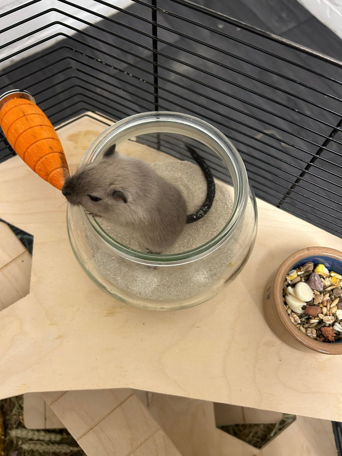 Drie mongoolse gerbil vrouwtjes, Januari, Vrouwelijk, Overige typen