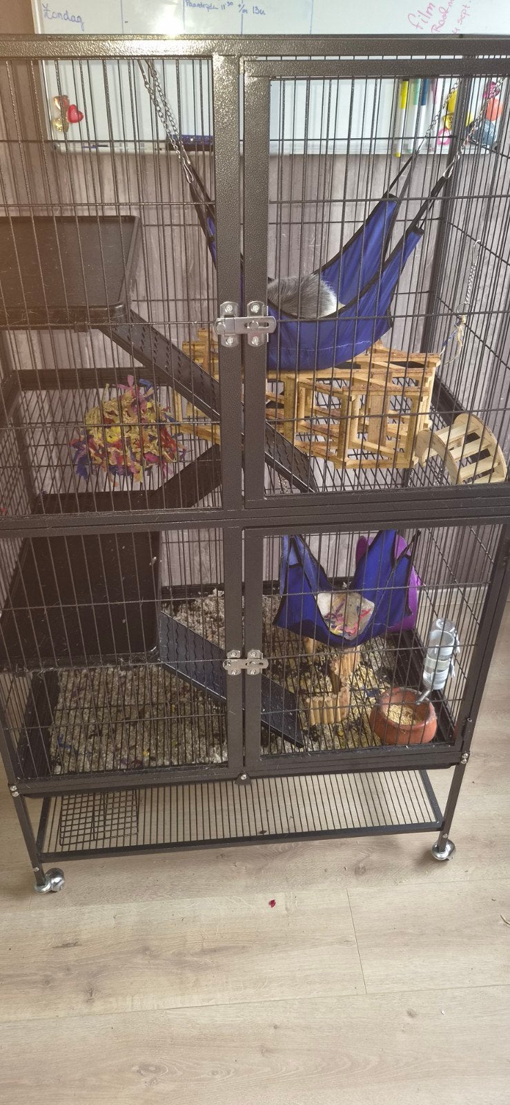 2 lieve ratten [ mannetjes) met compleet hok en toebehoren, Augustus, Mannelijk, Rat