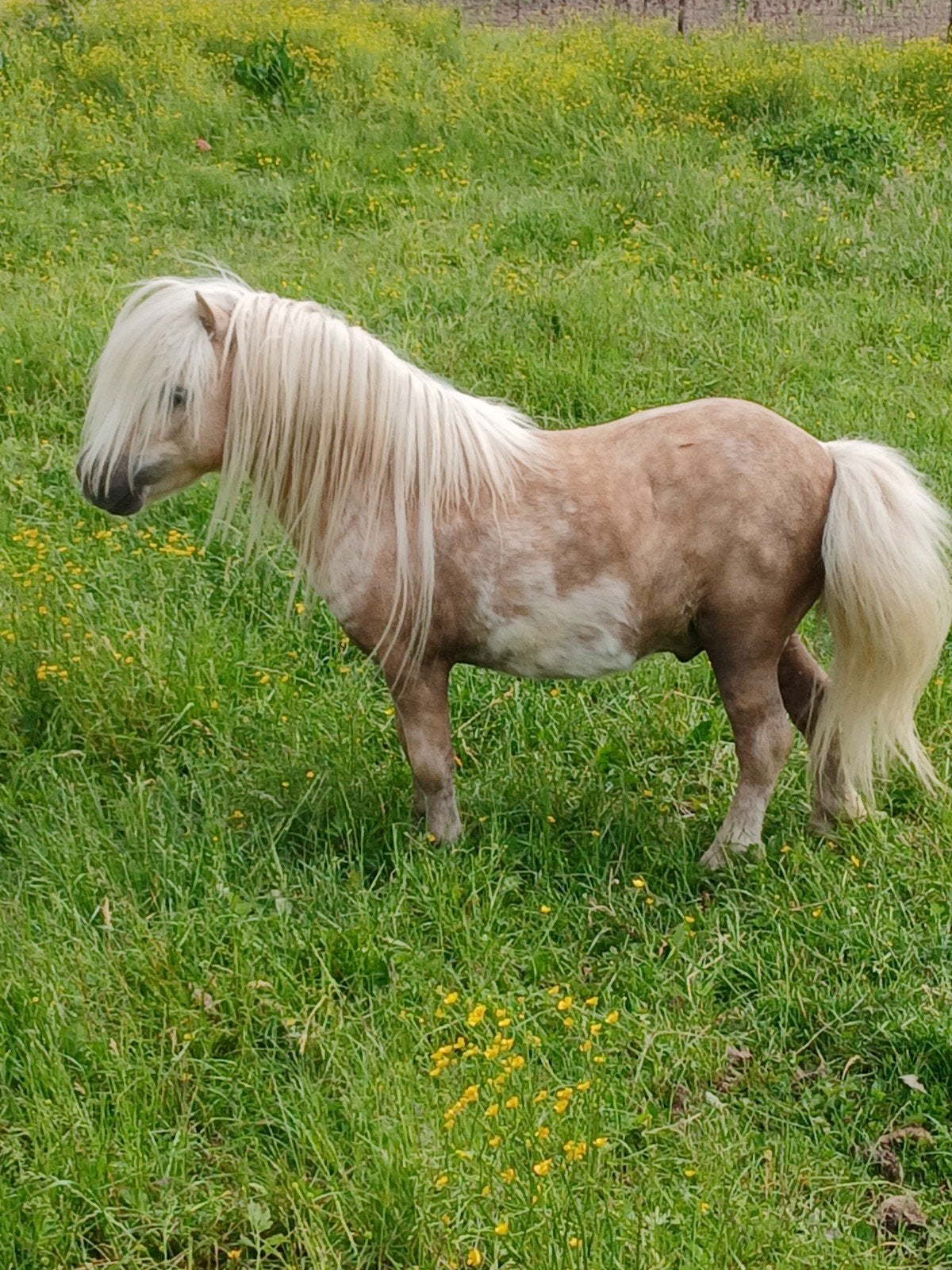 Te koop een prachtige mini stamboek palomino dekhengstje, Dieren en Toebehoren, Pony's, Hengst, A pony (tot 1.17m), Met stamboom