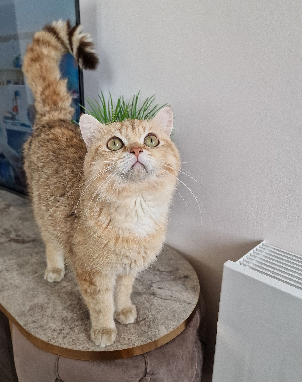 Britse Korthaar Golden (chocolate) Shaded Kater Te Koop, Kater, Gechipt, 0 tot 2 jaar