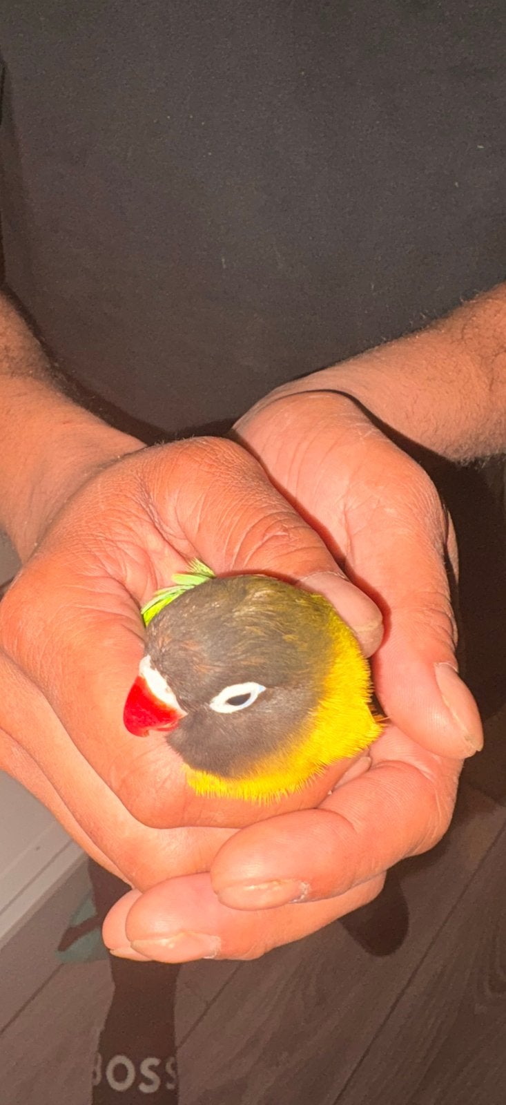 Lieve mooie zwartkop agapornis, Geslacht onbekend, Dwergpapegaai of Agapornis