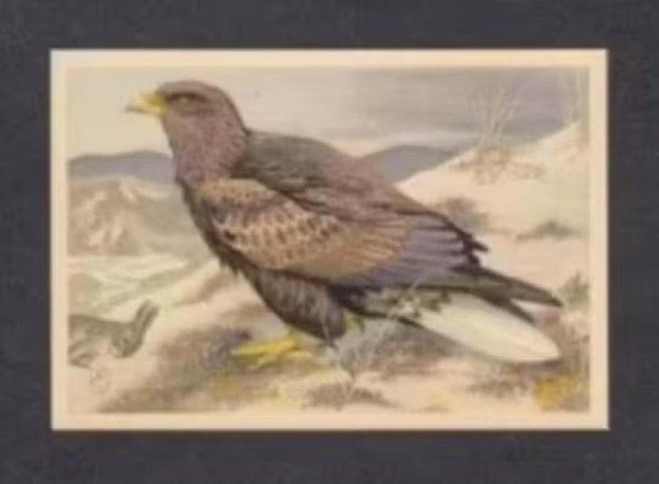 Roofvogel Zeearend (12)., Ophalen of Verzenden, 1960 tot 1980, Vogel