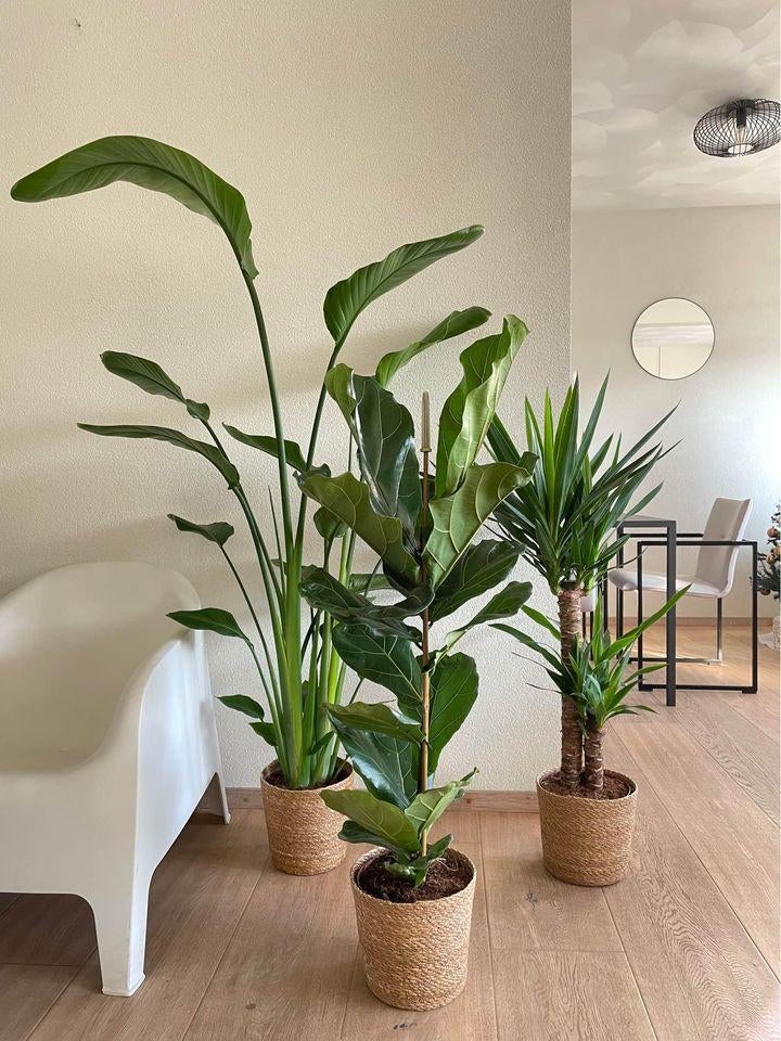 3 For 120- Strelitzia Nicolai & Ficus Lyrata & Yucca, Huis en Inrichting, Kamerplanten, Ficus, Minder dan 100 cm, Groene kamerplant