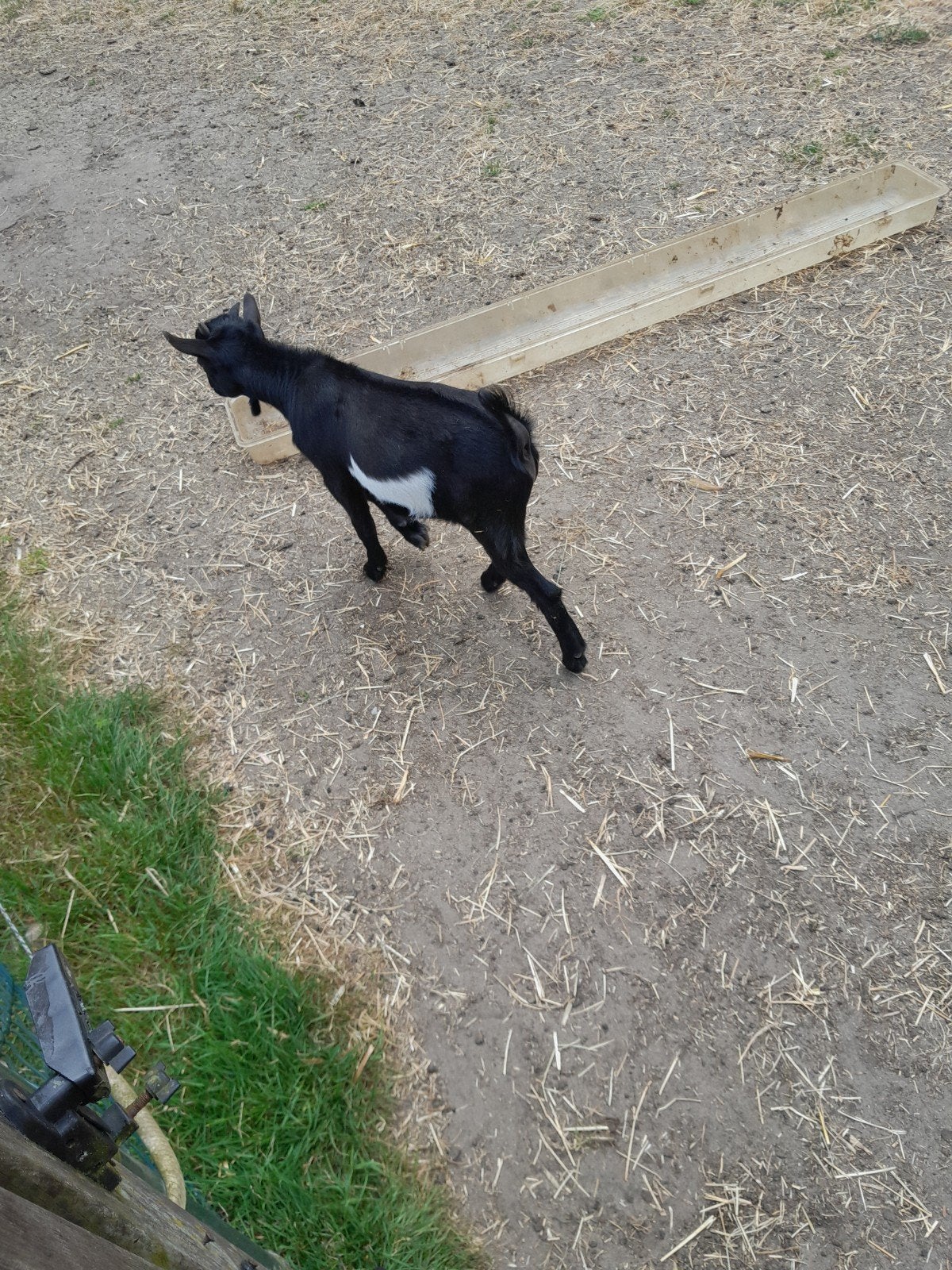 Dwerg bokje, Dieren en Toebehoren, Mannelijk, Geit, 0 tot 2 jaar
