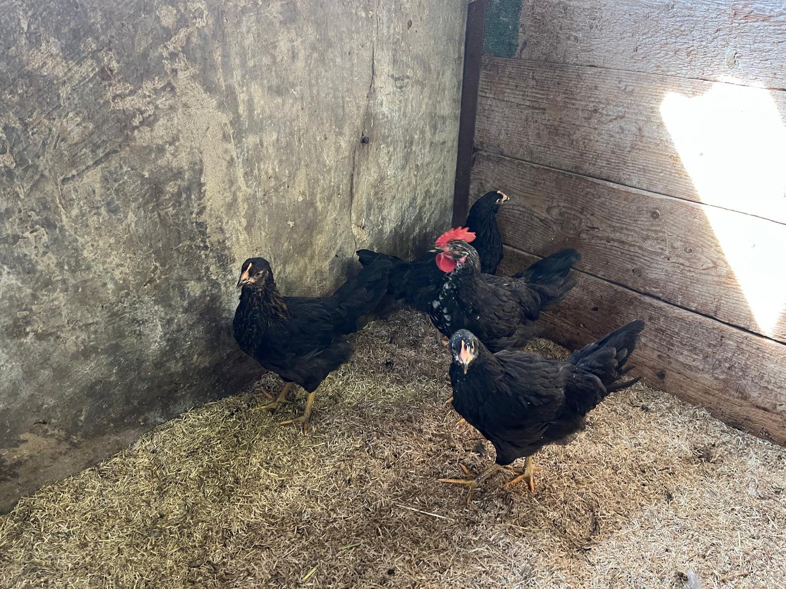 TE KOOP 3 KIPPEN MET 1 HAAN, Dieren en Toebehoren, Pluimvee, Meerdere dieren, Kip