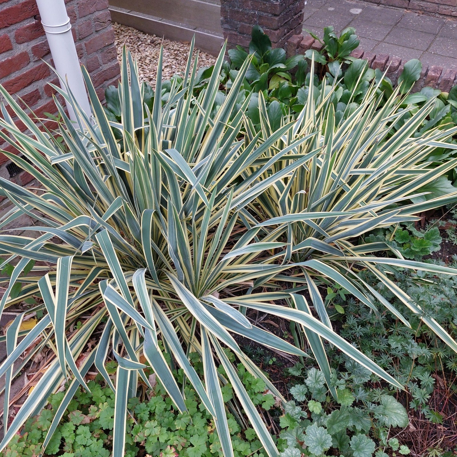 Yucca palmlelie bloeit heel mooi!, Volle zon, Vaste plant, Zomer, Ophalen