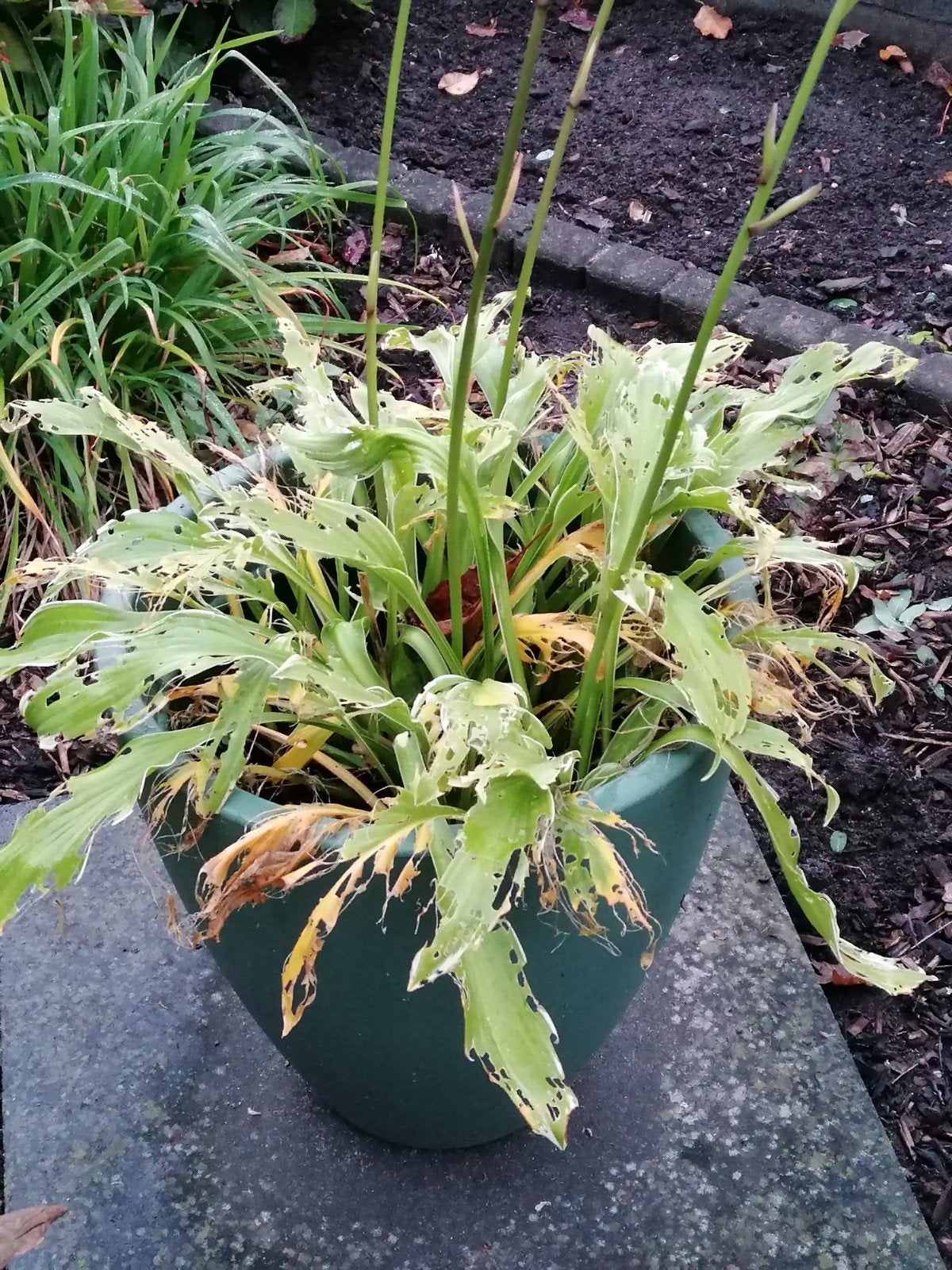 Hosta in pot - Beschadigd blad, Tuin en Terras, Vaste plant, Halfschaduw, Zomer, Ophalen