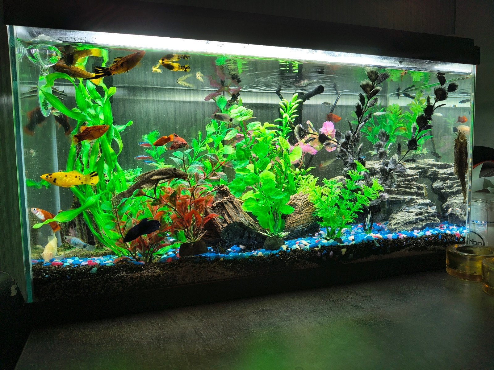 aqauruim met vissen + pomp en kunst plantjes, Ophalen