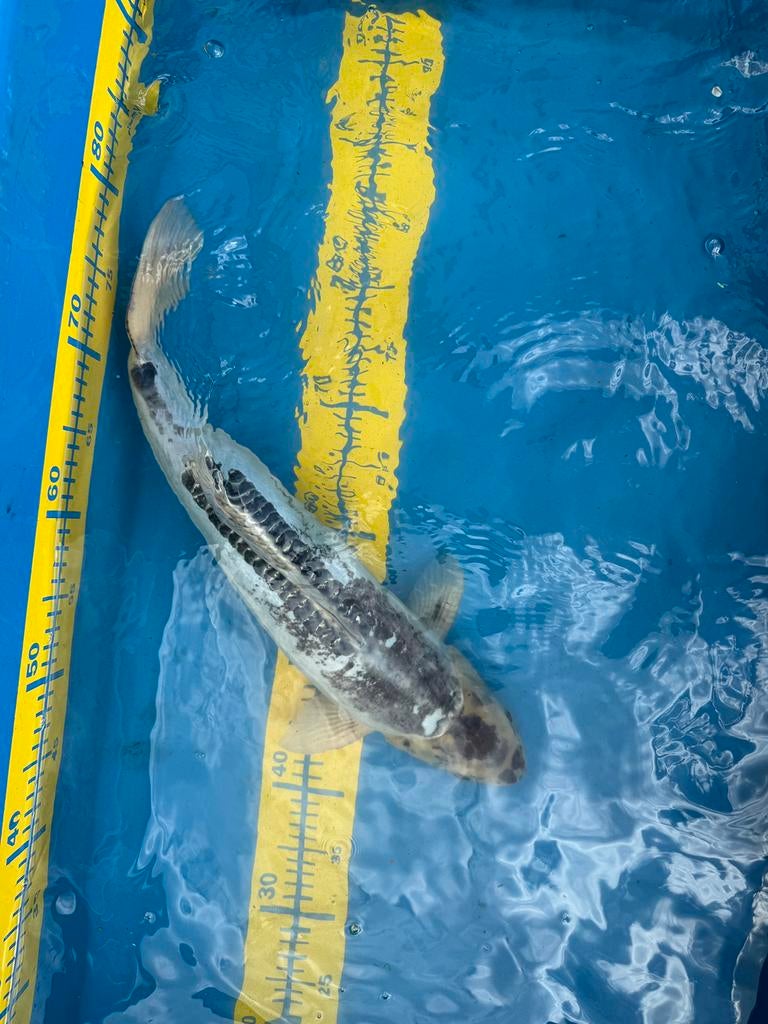 7 koi van 50+ cm voor 100euro samen, Karper of Koi