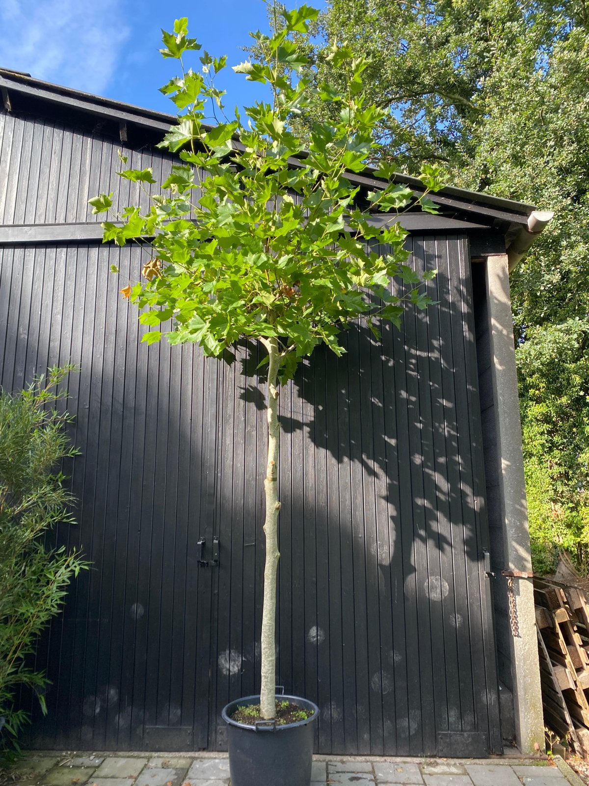 Plataan. Platanus hispanica geschikt als dakplataan, Tuin en Terras, Ophalen