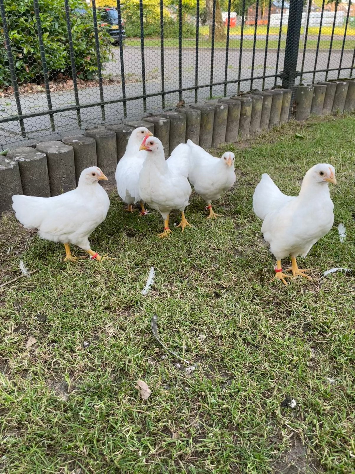 Witte barnevelders kriel, Dieren en Toebehoren, Pluimvee, Meerdere dieren, Kip