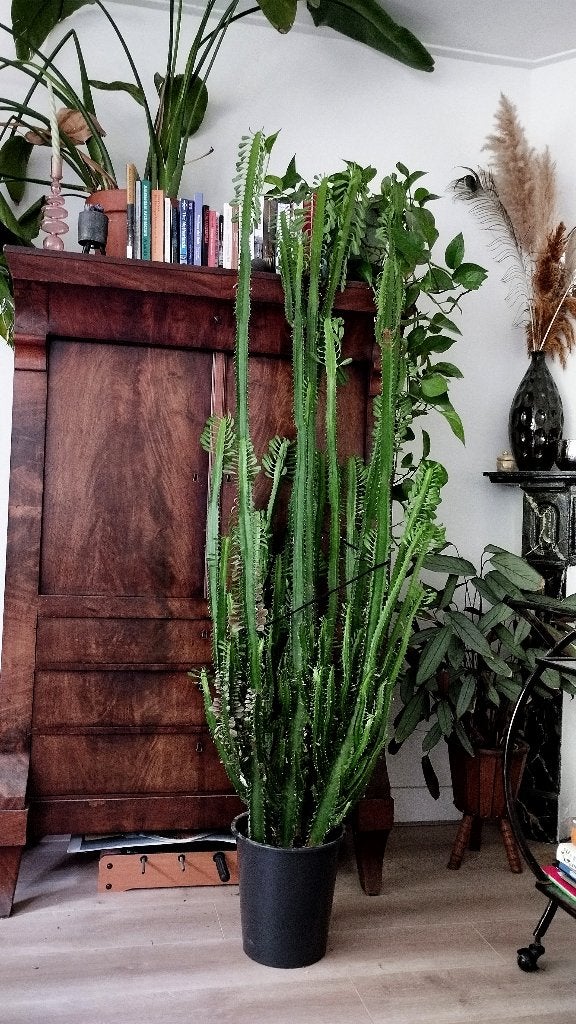 Euphorbia trigona (Afrikaanse melkboom), Ophalen, Overige soorten, Halfschaduw, 150 tot 200 cm