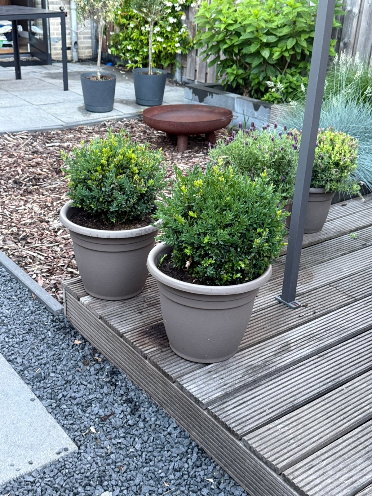 2 stuks gezonde buxus inclusief pot., Ophalen, Bloeit niet, Overige soorten, Volle zon