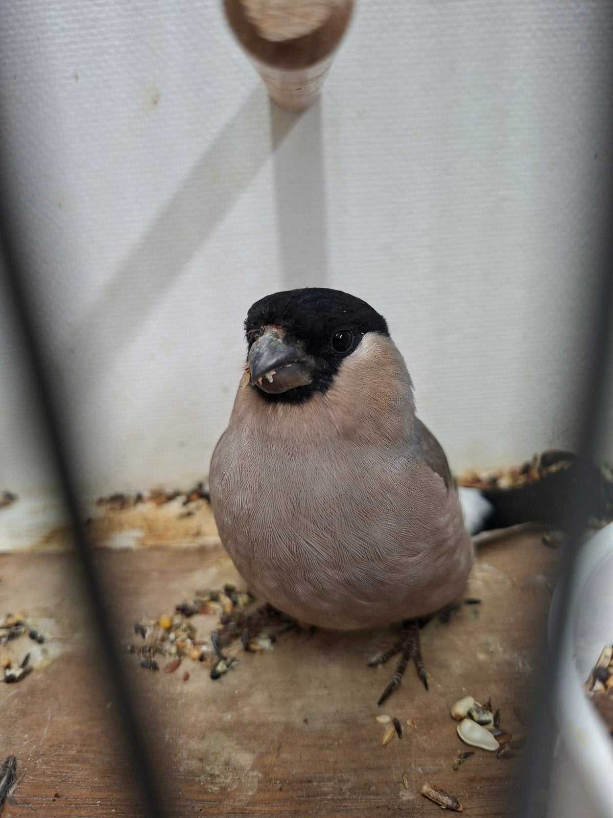wild  kleur goudvink  pop gezocht, Vrouwelijk, Wildzangvogel