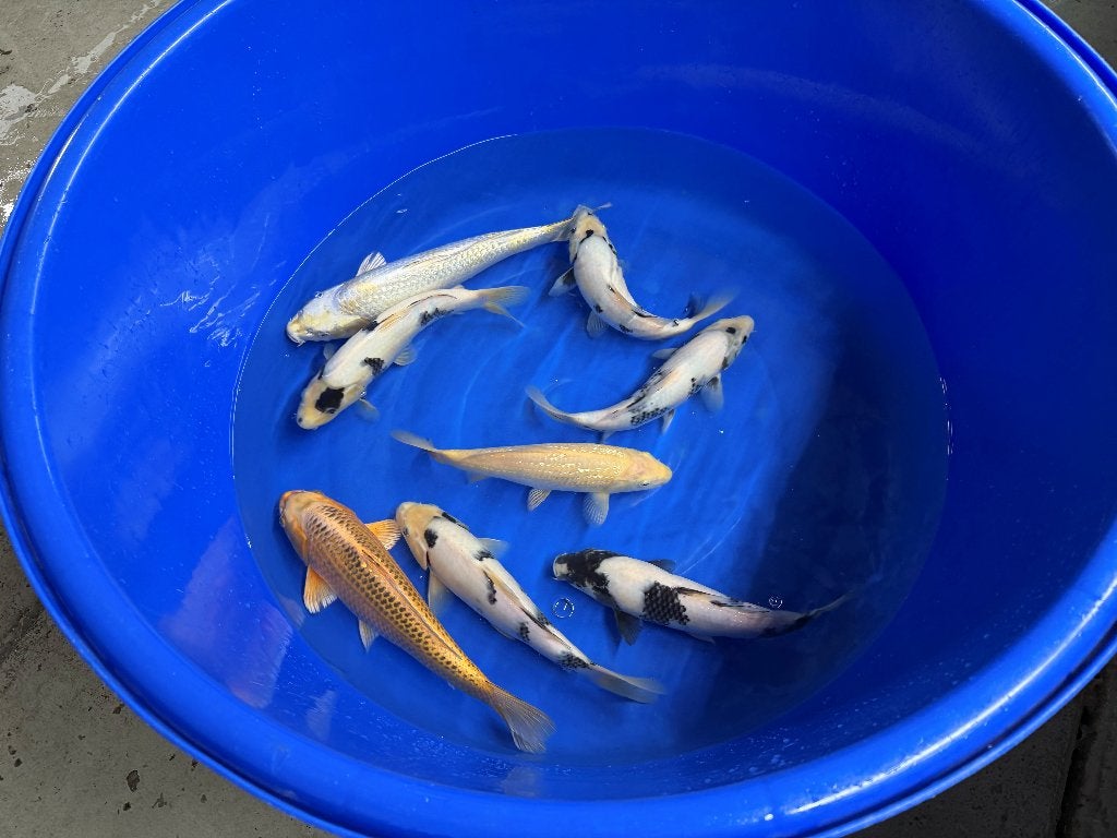 Momotaro & Omosako Tosai uitverkoop, Dieren en Toebehoren, Karper of Koi