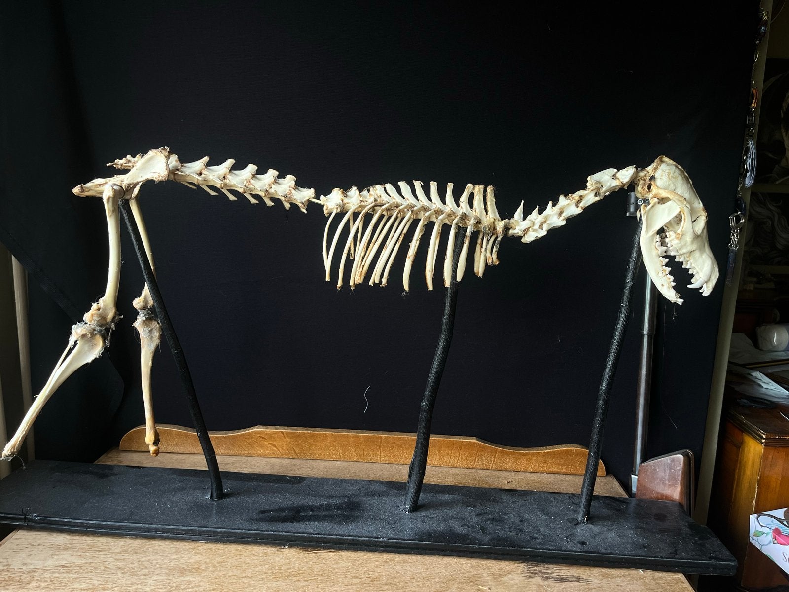Vos skelet taxidermie, Ophalen, Opgezet dier