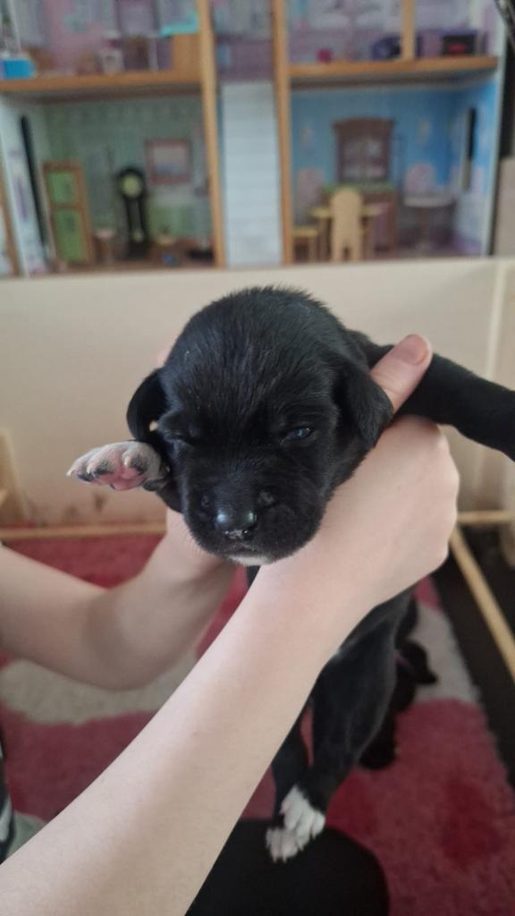 Kruising Bernsky / Friese Langhaar pups, 8 tot 15 weken, Meerdere, Meerdere dieren, Nederland