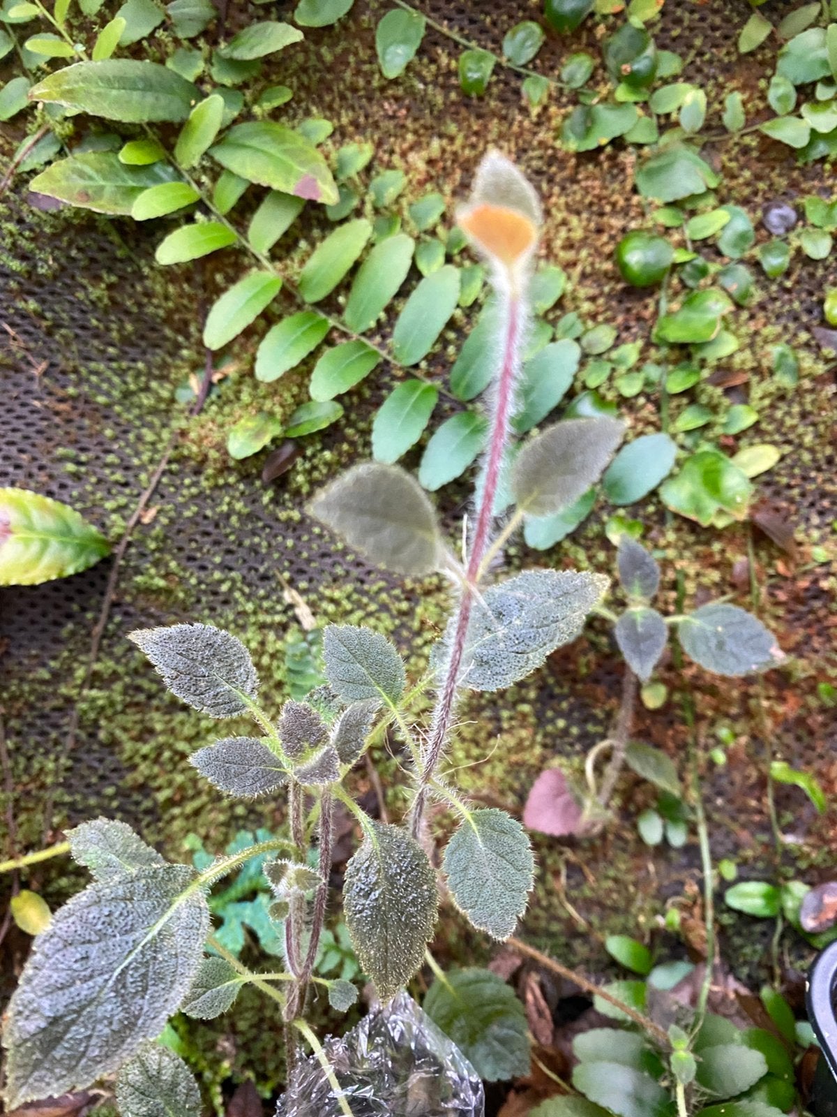 Kohleria villosa - rare, Ophalen of Verzenden, Halfschaduw, Minder dan 100 cm