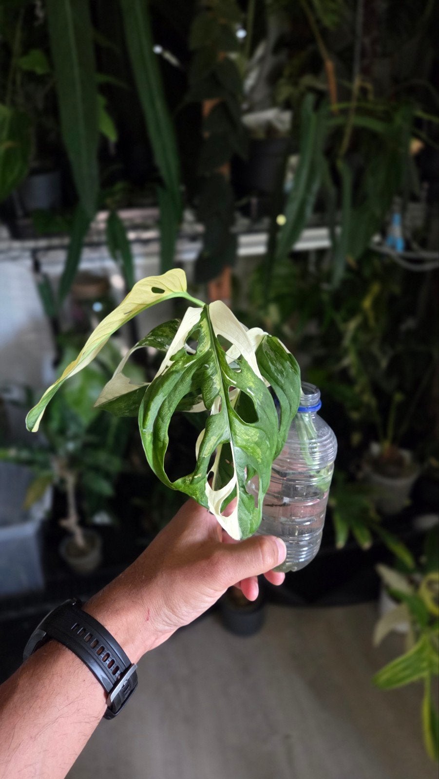Monstera Adansonii Variegata - Zeldzame Stek, Overige soorten, Vaste plant, Ophalen of Verzenden, Bloeit niet
