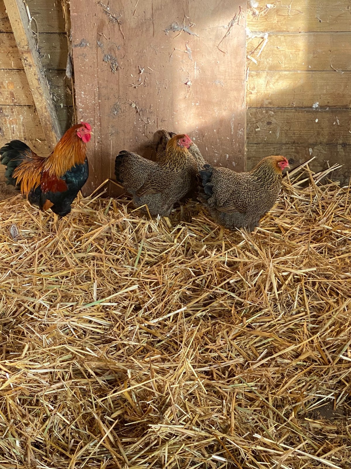 Wyandotte kriel, Dieren en Toebehoren, Vrouwelijk, Kip