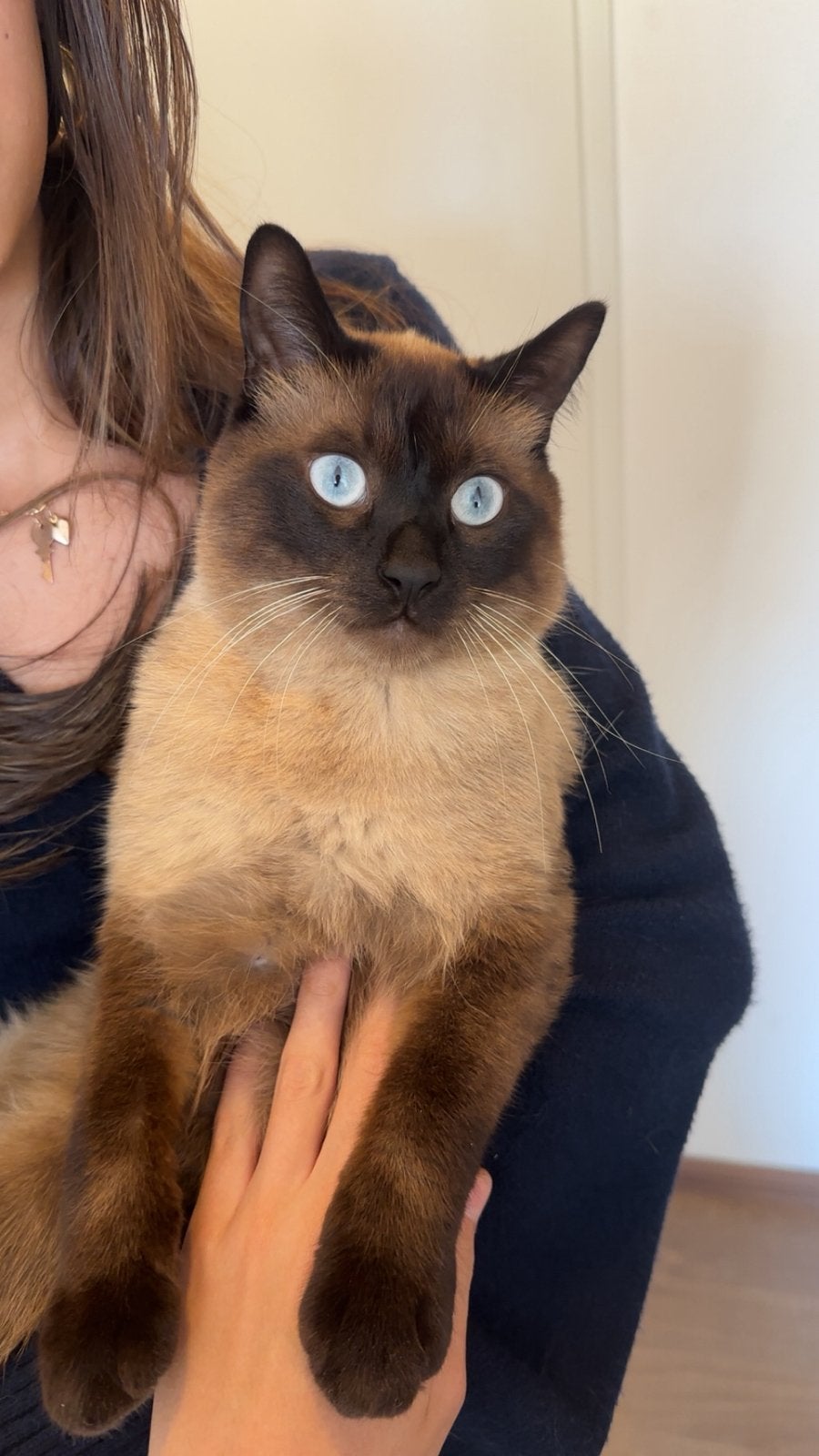 Siamese kat, Kater, 0 tot 2 jaar