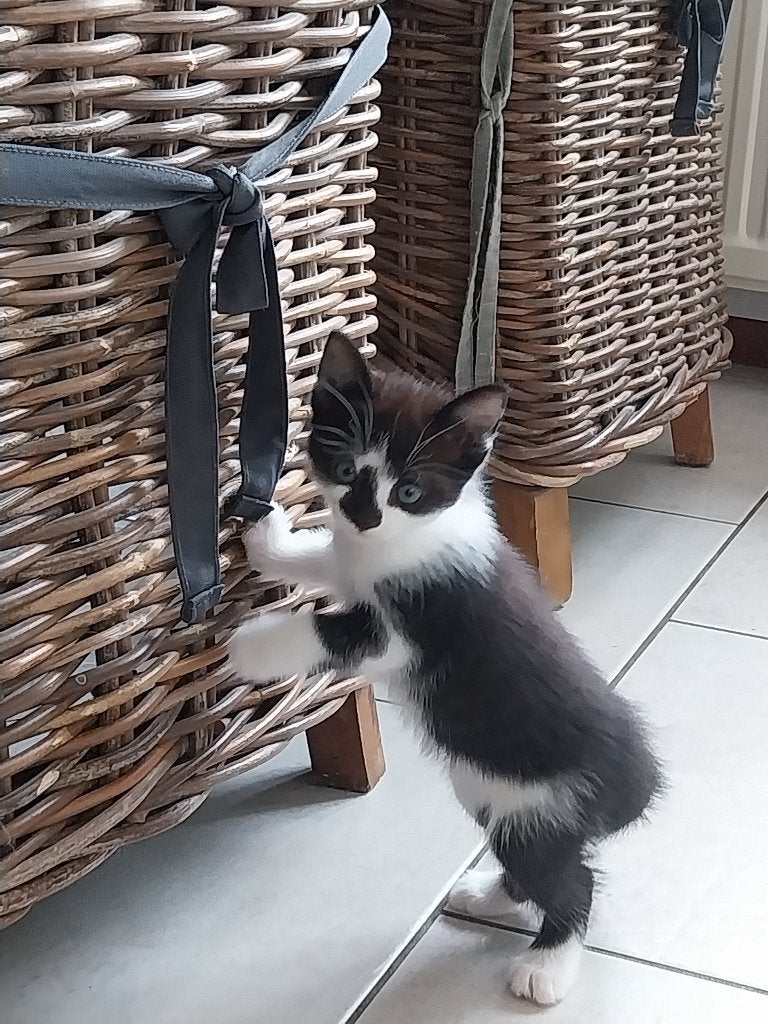 Te koop zeer lieve kittens, Meerdere dieren, Ontwormd, 0 tot 2 jaar