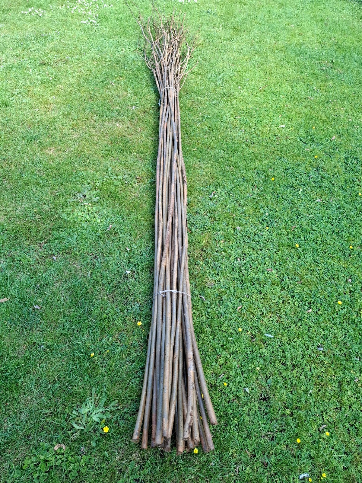 Bonenstokken, Tuin en Terras, Ophalen, Nieuw, Overige typen