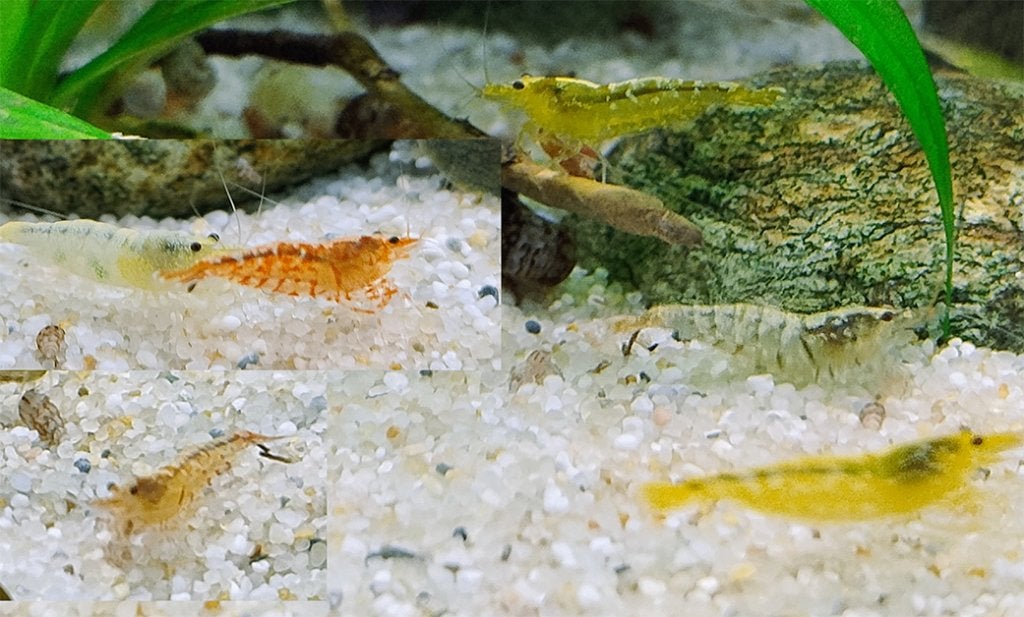Caridina garnalen mix (kraanwater), Kreeft, Krab of Garnaal, Zoetwatervis