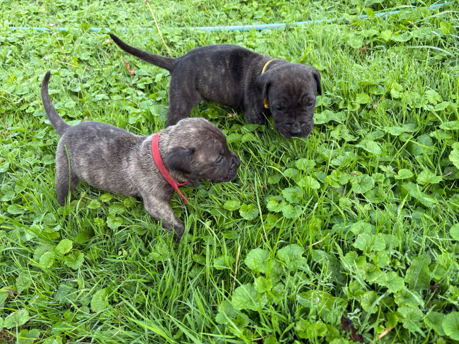 Presa canario pups teefjes FCI, Parvo, Nederland, Overige rassen, 8 tot 15 weken