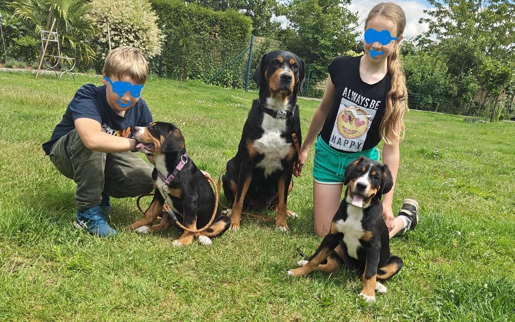 grote zwitserse sennenhond pups, België, Particulier, Overige rassen, 8 tot 15 weken