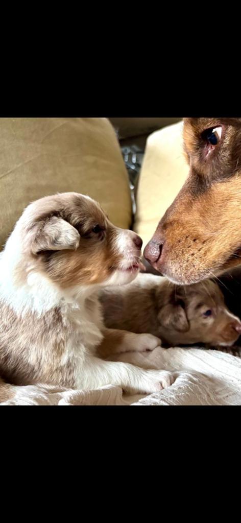 Nog 3 prachtige pups zoeken een liefdevol nieuw baasje!, Dieren en Toebehoren, Honden | Herdershonden en Veedrijvers, 8 tot 15 weken