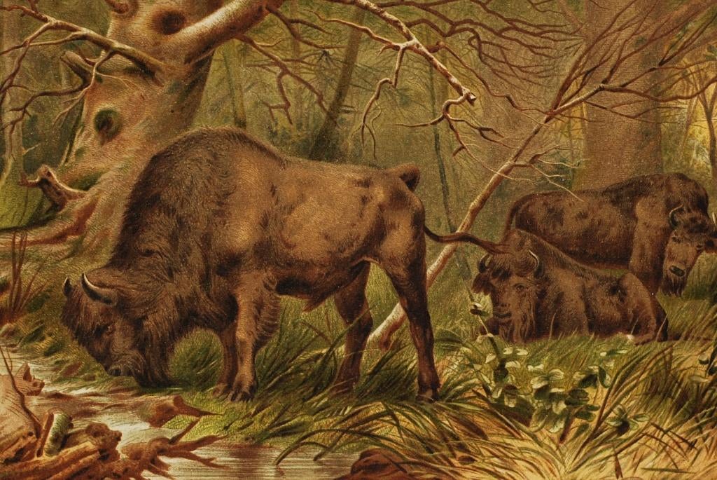 Europese bizon - Antieke Illustratie, Verzenden, Voor 1940, Gebruikt, Natuur