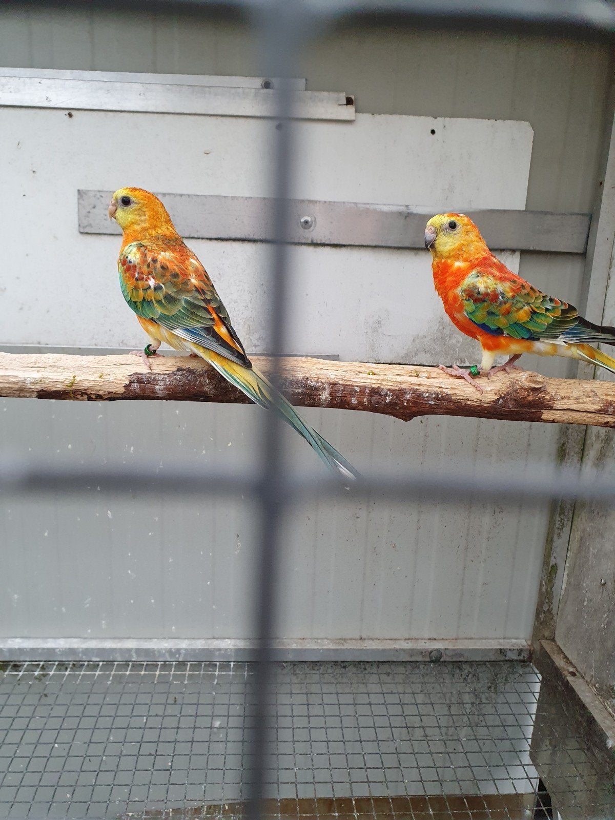 roodruggen, Meerdere dieren, Parkiet