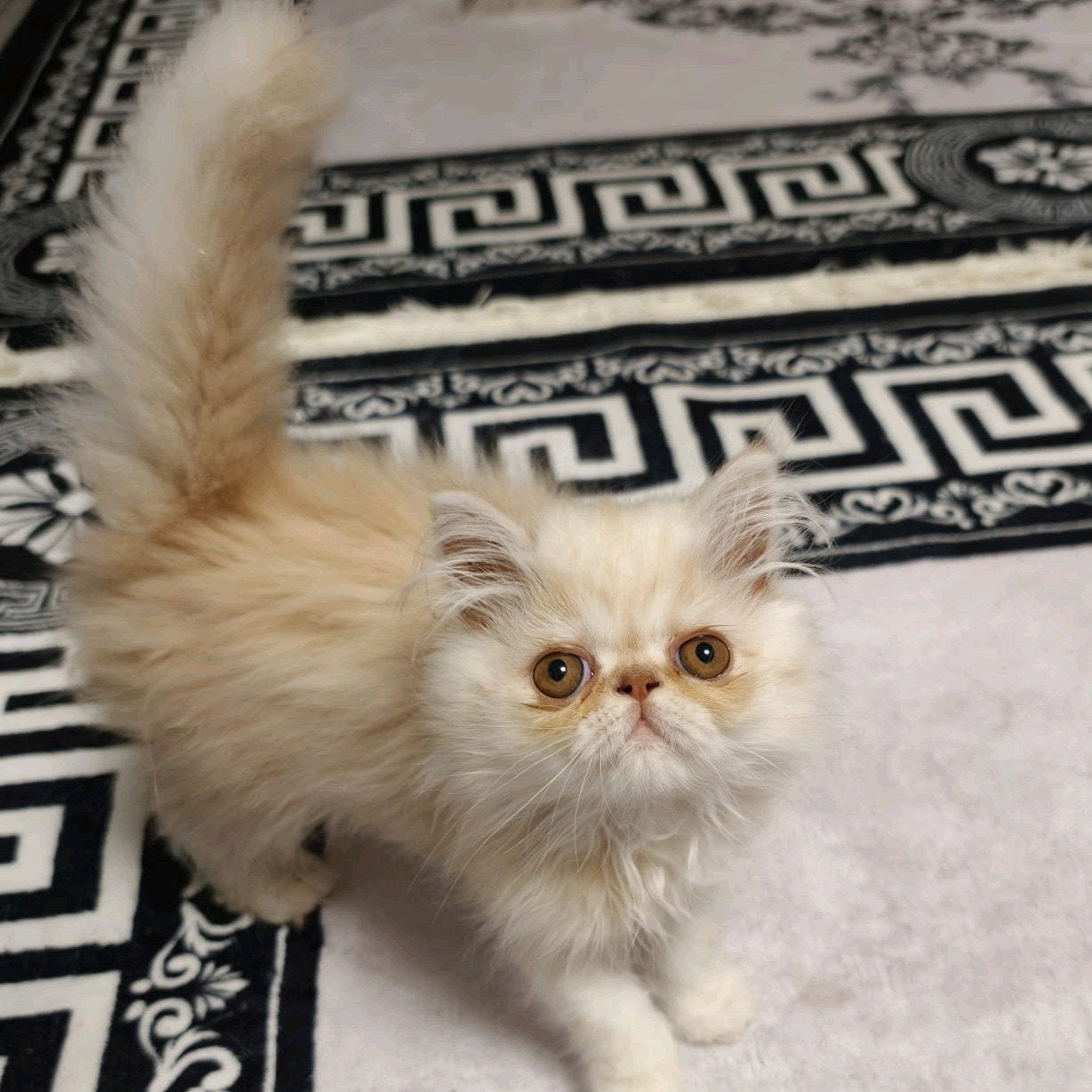 Perzische kitten