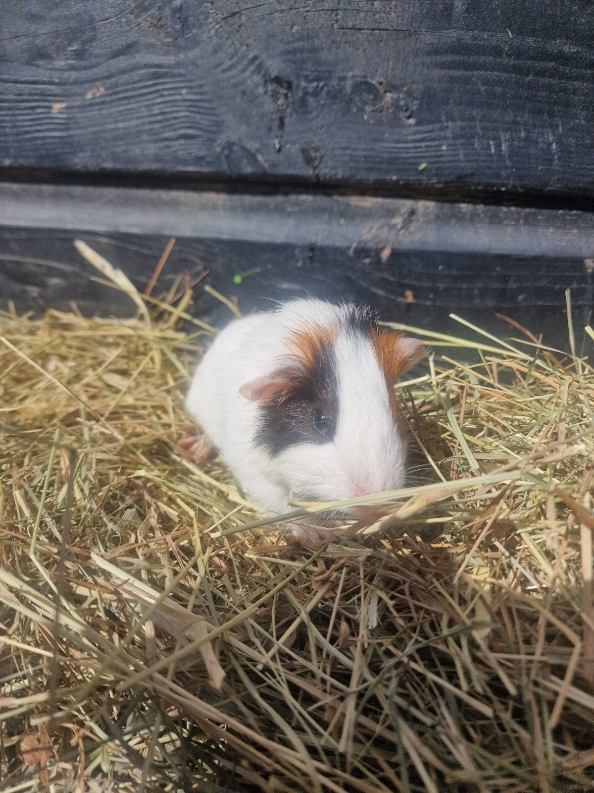 mooie jonge cavia beer te koop, Dieren en Toebehoren, Konijnen, Mannelijk, Dwerg