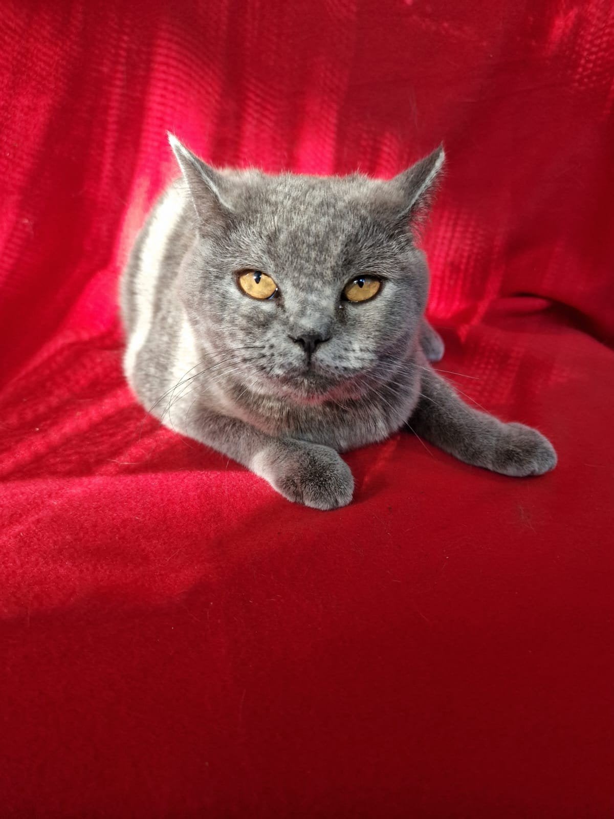 Britse korthaar, Poes, Gechipt, 0 tot 2 jaar