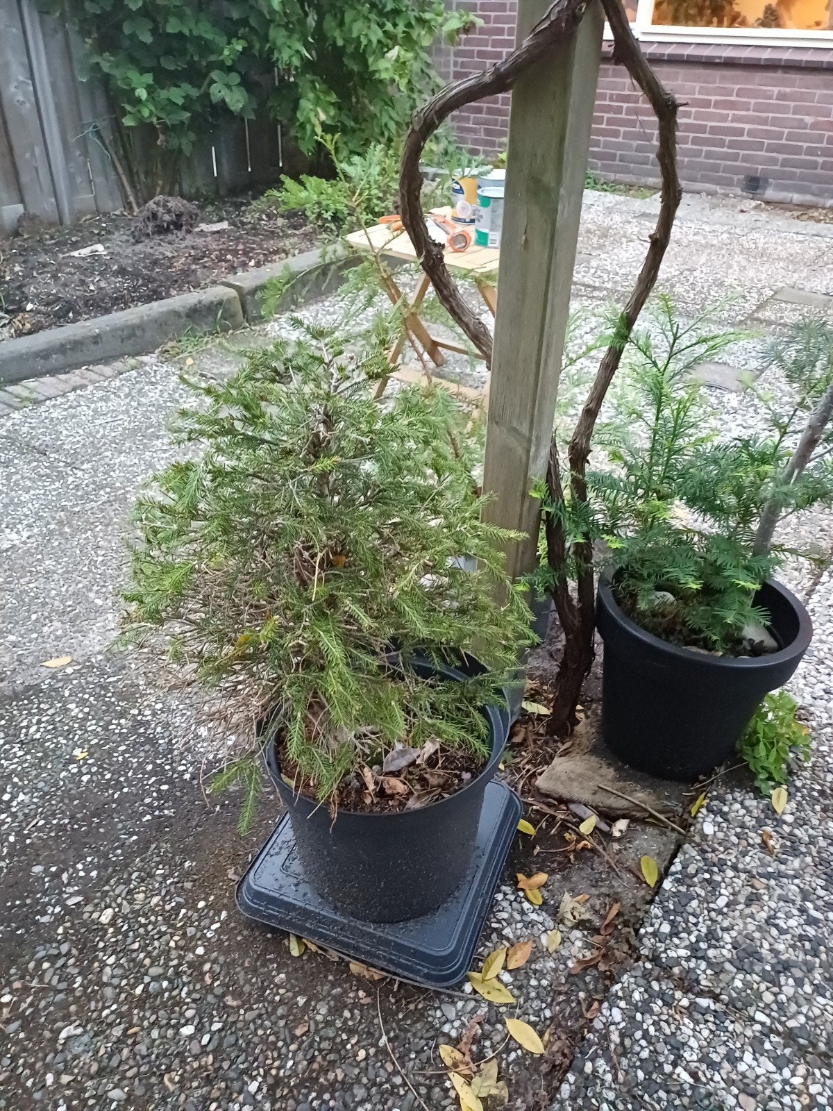 Diverse planten in potten, Ophalen, Overige soorten, Volle zon