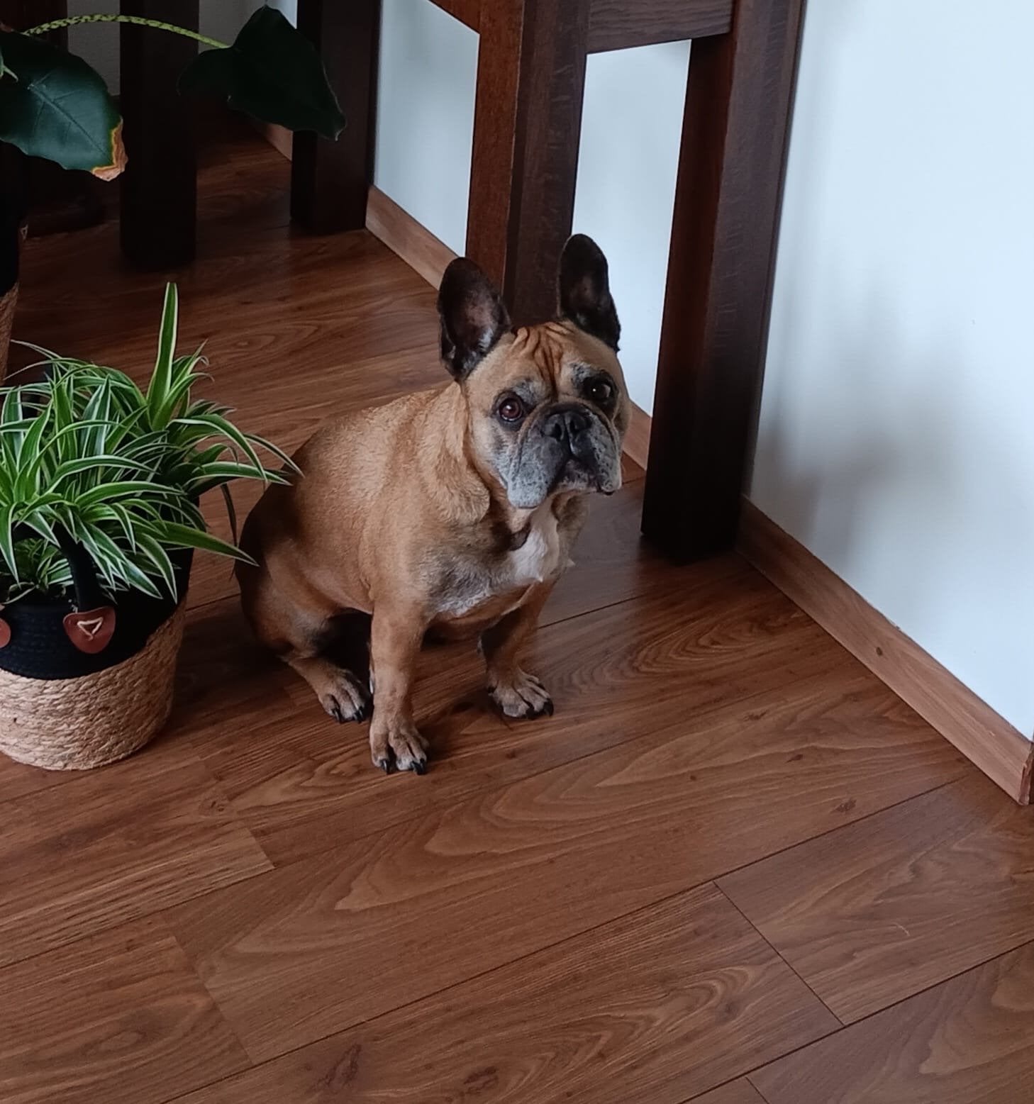 Liefdevol oppasadres gezocht voor mijn Franse Bulldog Spike, Particuliere oppas