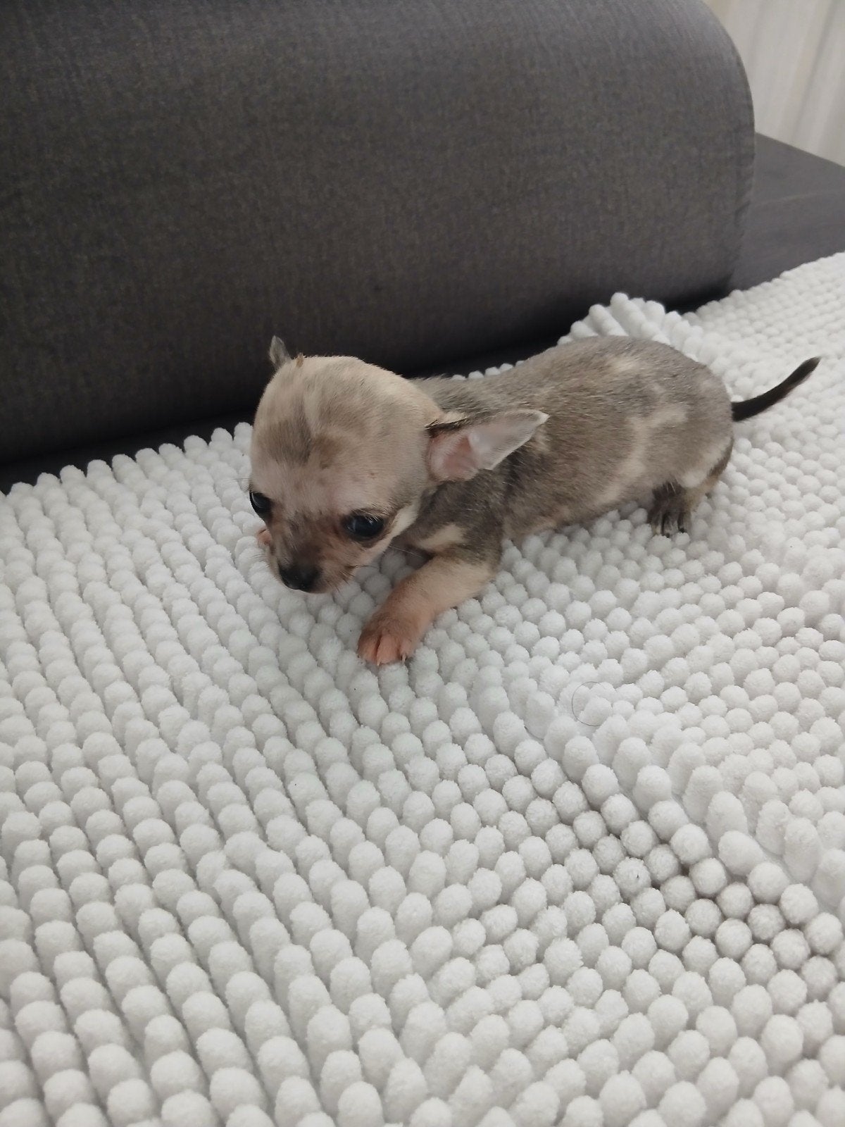 raszuiver laatste mini merle chihuahua pupys, Dieren en Toebehoren, Reu, CDV (hondenziekte), 8 tot 15 weken, Meerdere