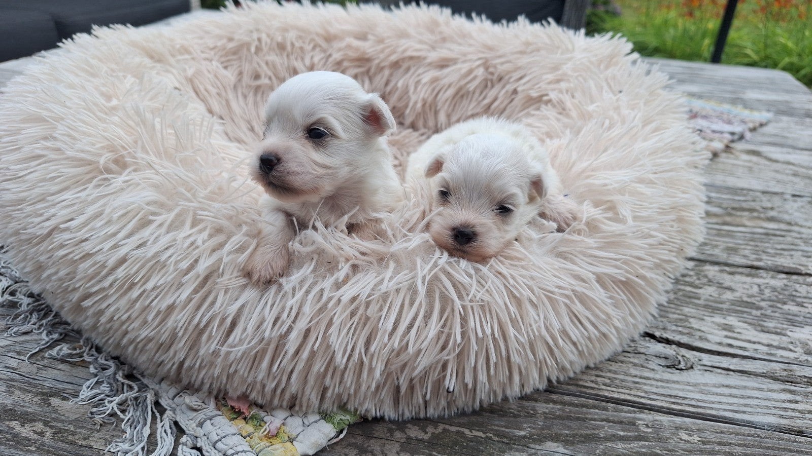 Mini maltezer leeuwtjes. Vader en moeder allebei aanwezig., Dieren en Toebehoren, 8 tot 15 weken, Meerdere, Meerdere dieren, Nederland