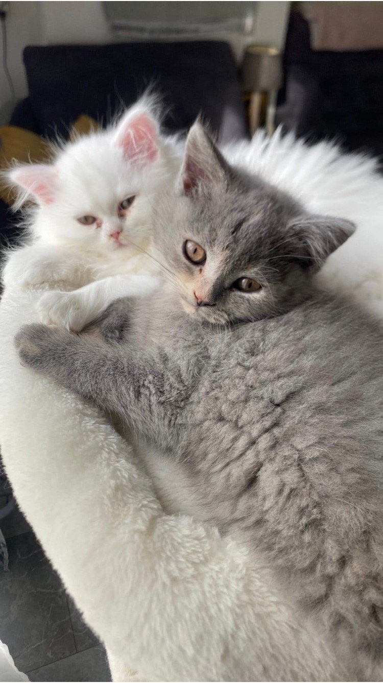 Briste langehaar -kortehaar kittens (1 meisje 1 jongen), Meerdere dieren, Ontwormd, 0 tot 2 jaar