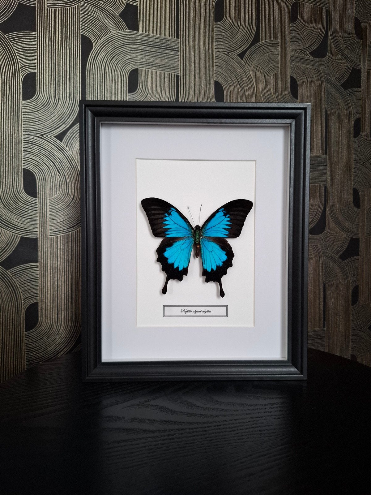 Handgemaakte Sierlijst met Papilio Ulysses Vlinder, Ophalen of Verzenden
