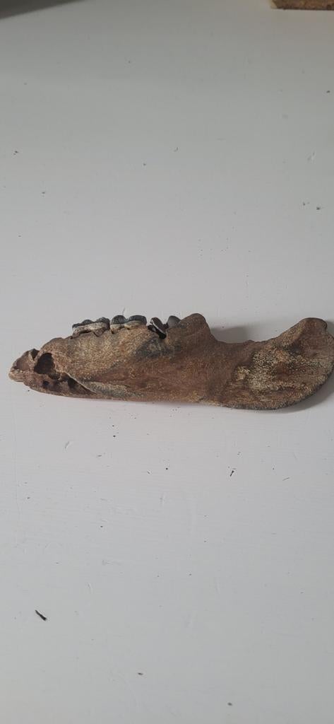 Zwijnen kaak uit de ijstijd, Ophalen of Verzenden, Fossiel