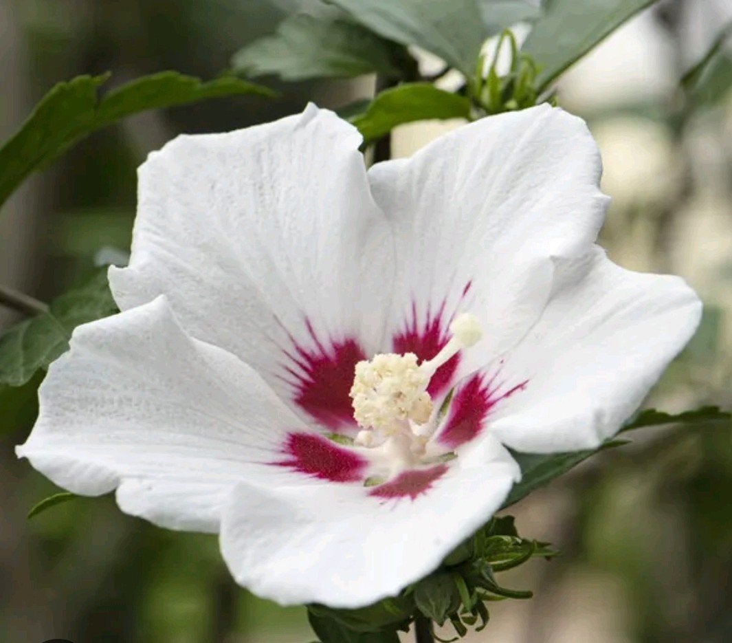 Witte Hibiscus, Altheastruik, Ophalen, Overige soorten, Struik